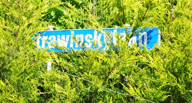 strawinsky